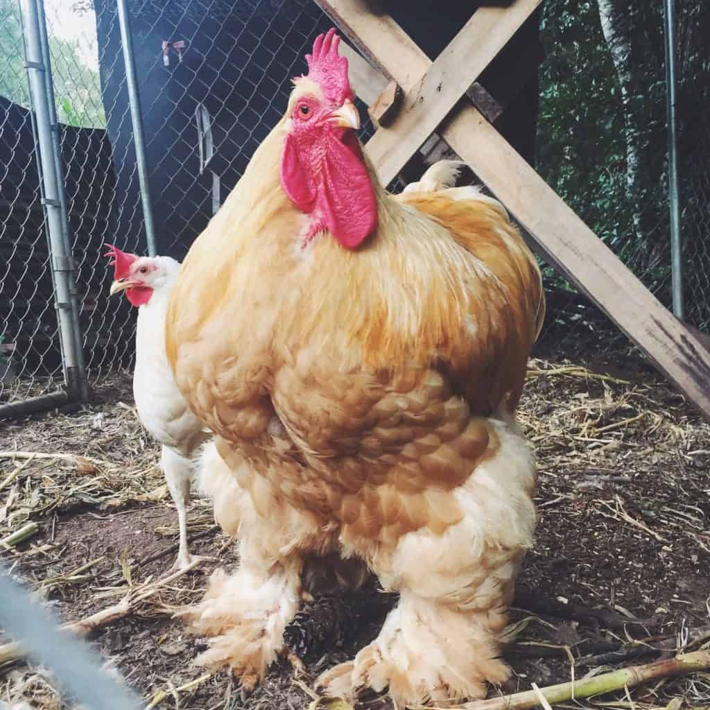 rooster-and-chicken-with-feathered-feet-in-coop