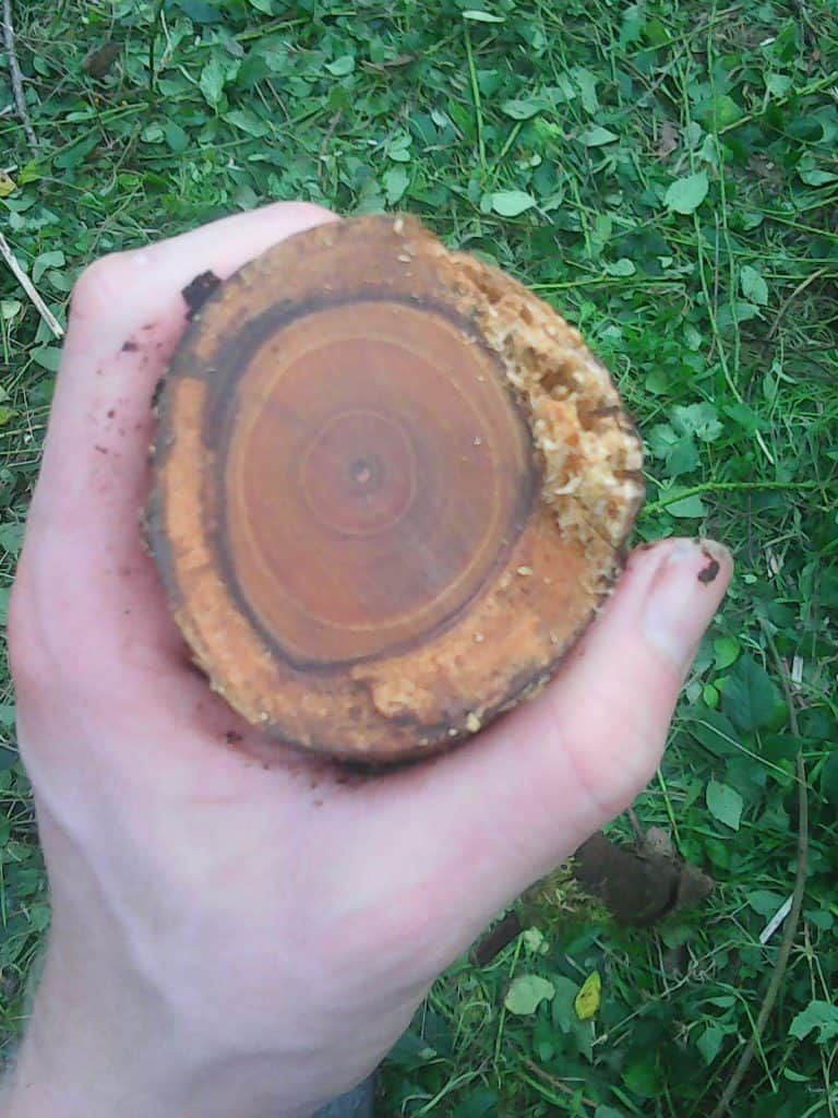 the-density-of-Seabuckthorn-heart-wood