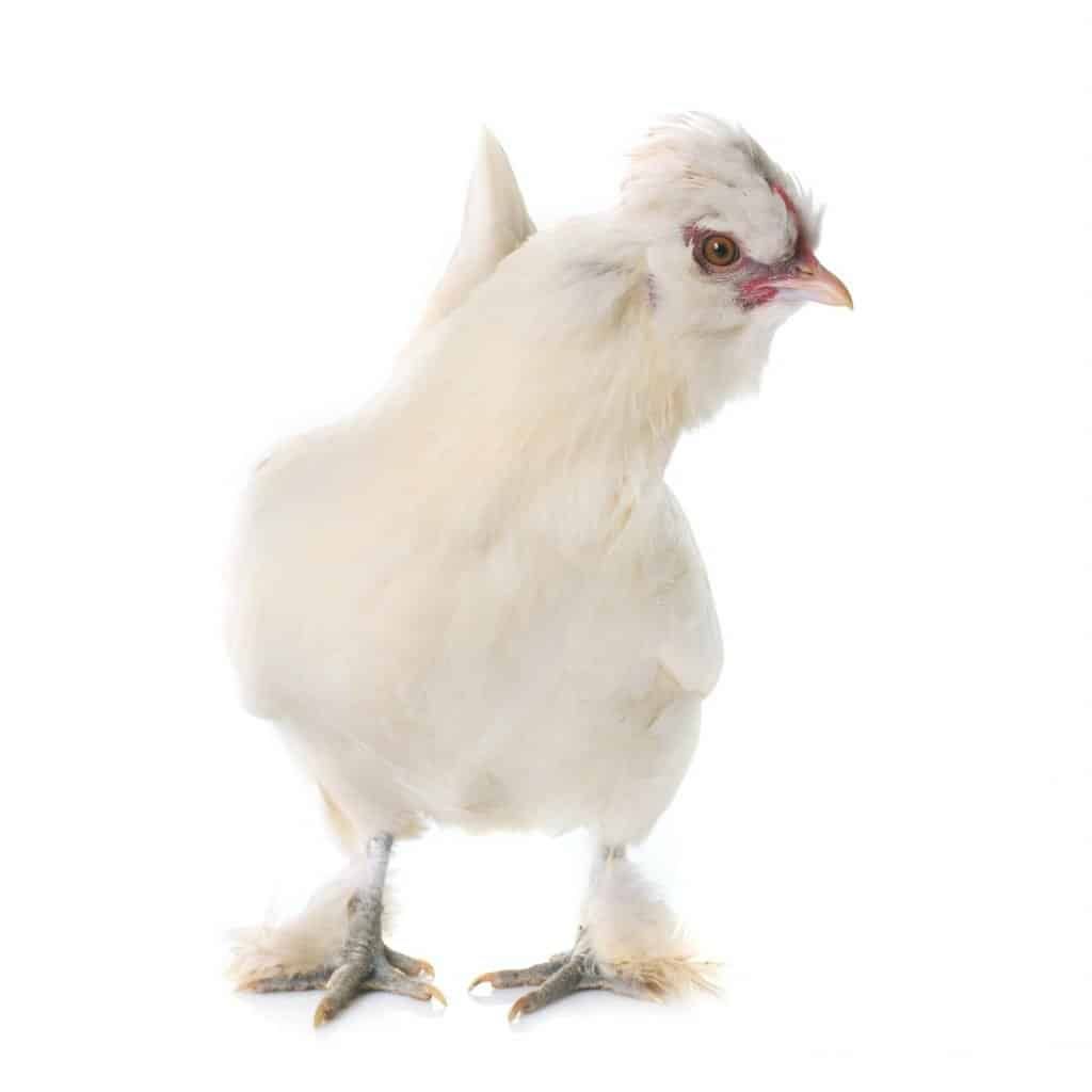 white-Sultan-chicken