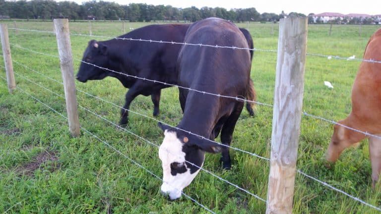 How to Build the Best Fence for Cattle: 7 Cow Fencing Ideas From Electric to High-Tensile