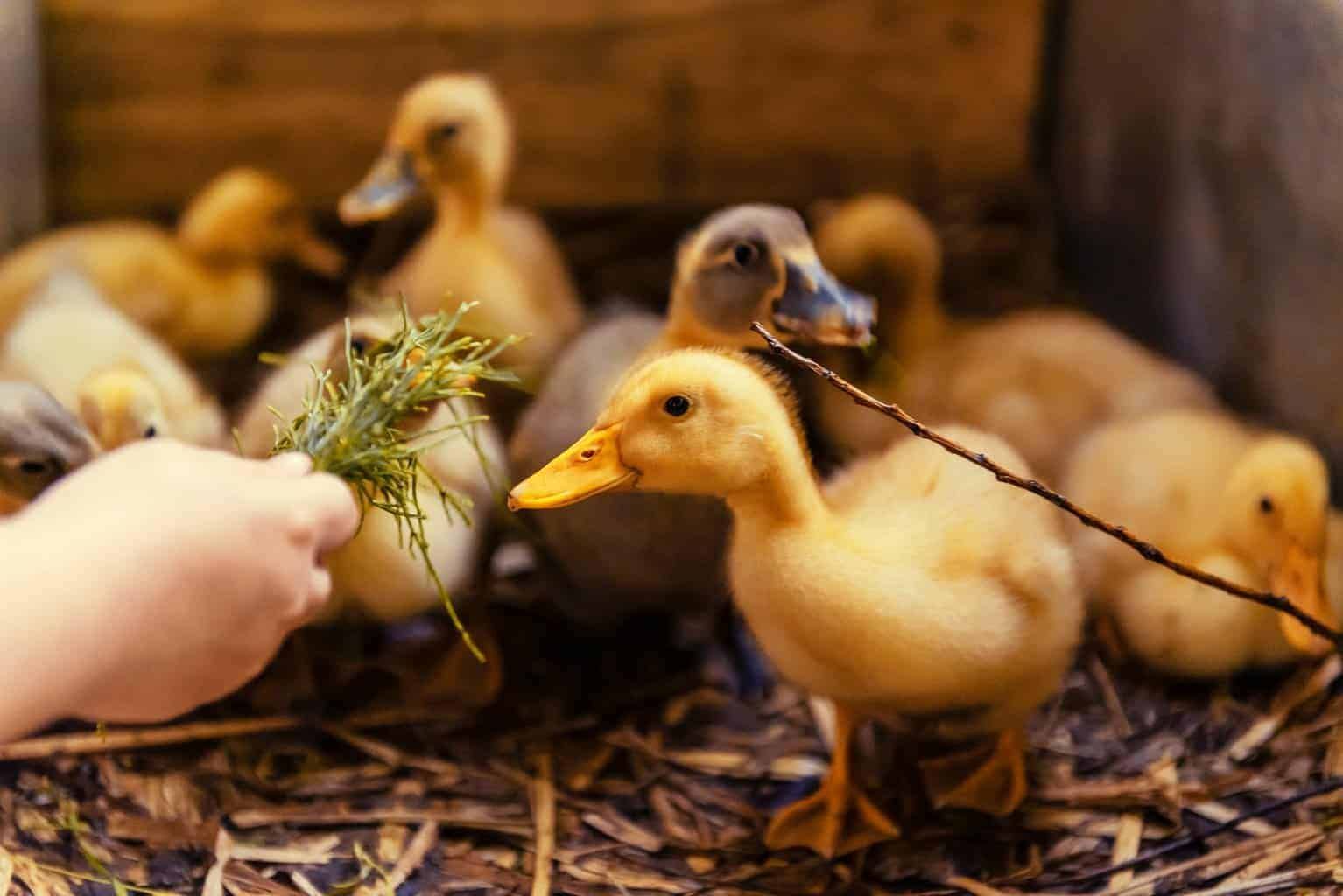 treats-for-baby-ducks