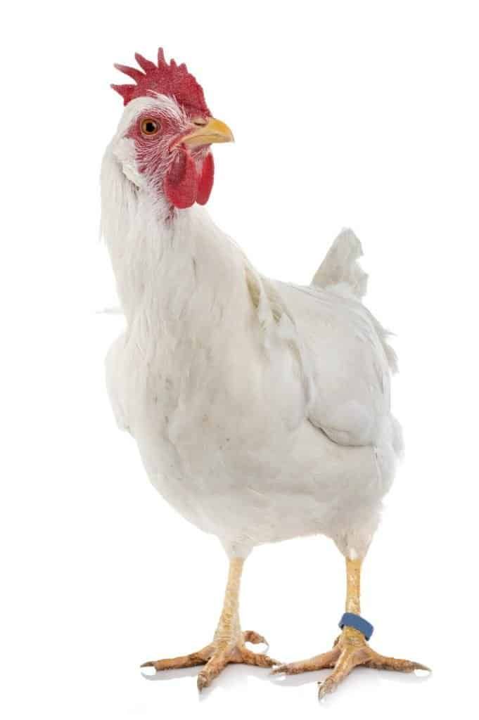 leghorn-chicken-lays-white-eggs