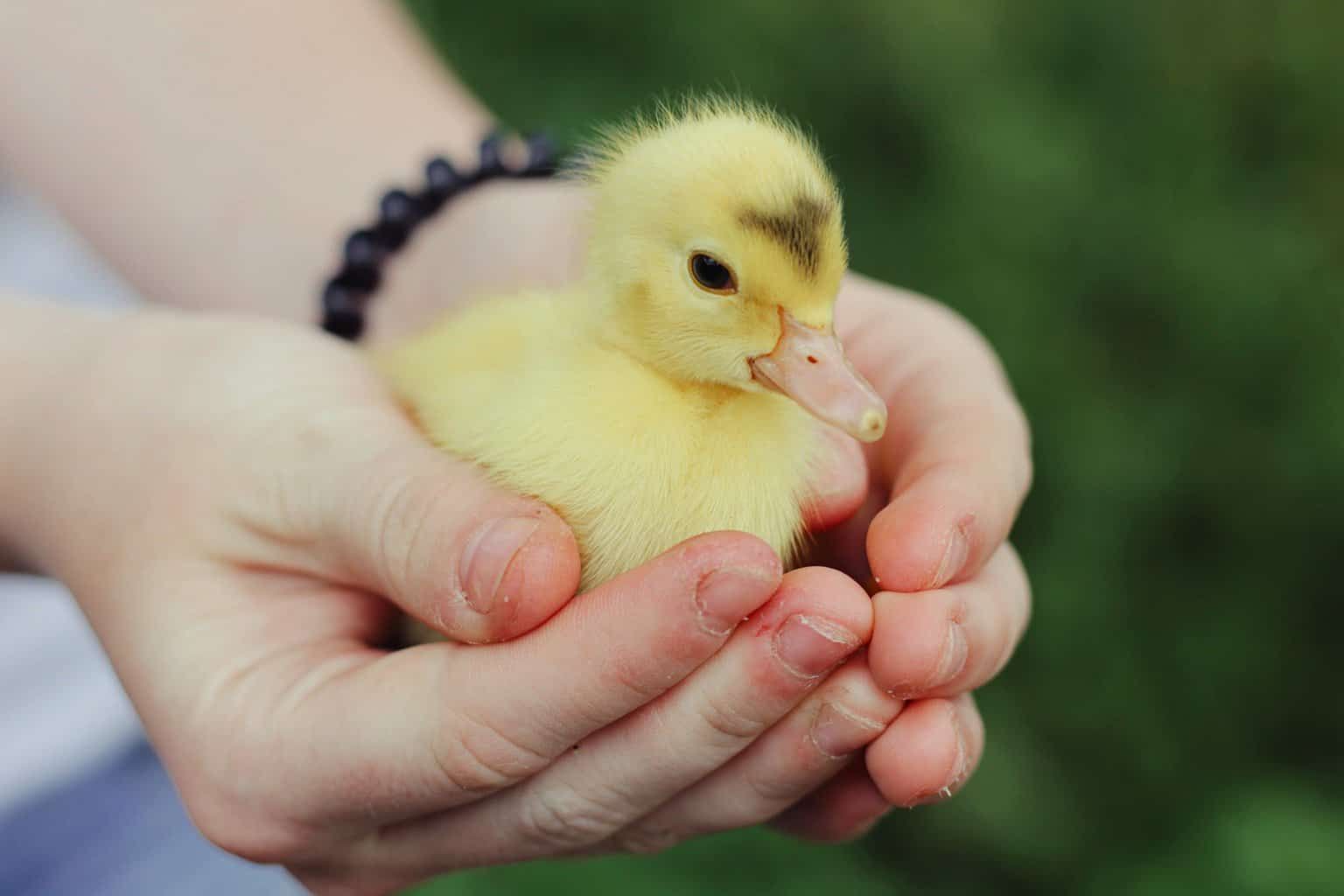 fuzzy-little-duckling-in hands