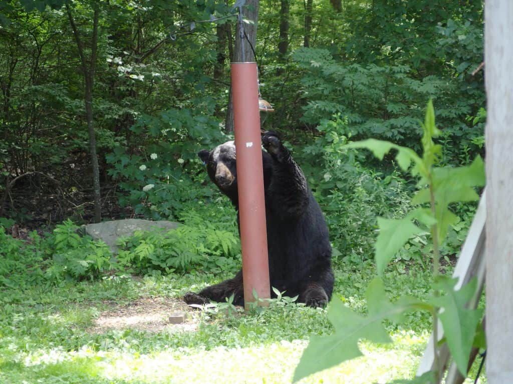 Black-bear-backyard