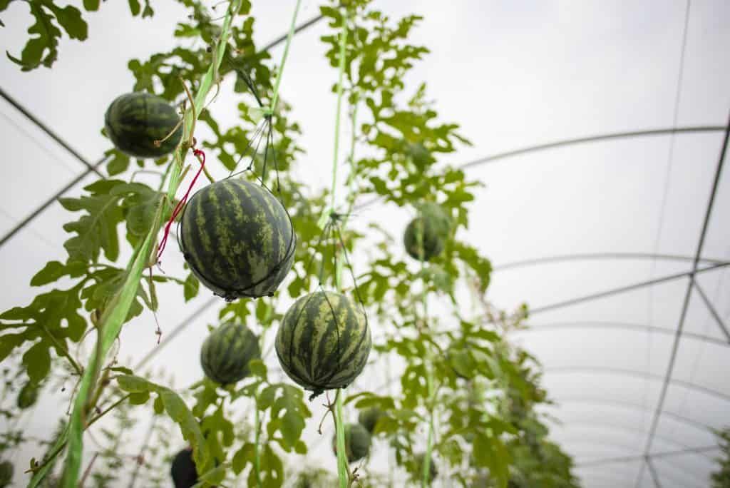 Watermelon fruits in fruit nets to enable vertical growing