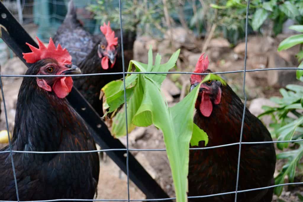 chickens-foraging-behind-chicken-fence