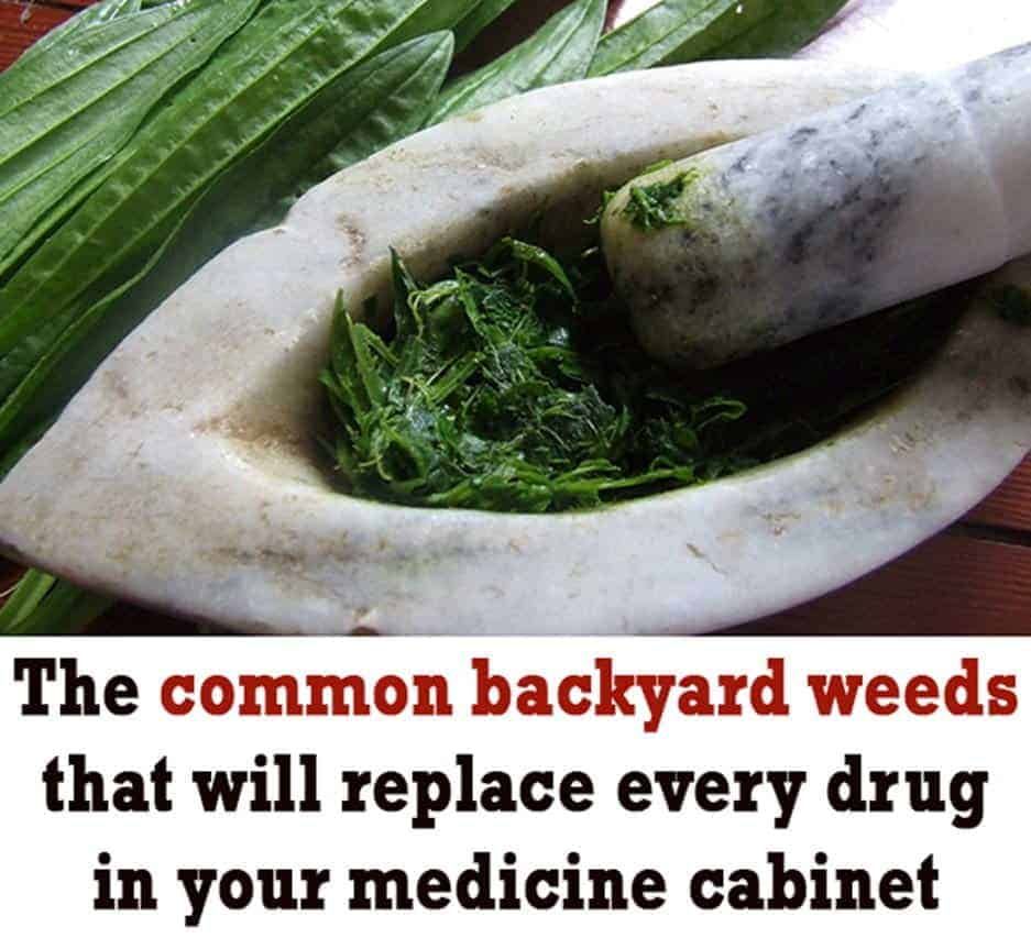 common-backyard-weed-as-medicine