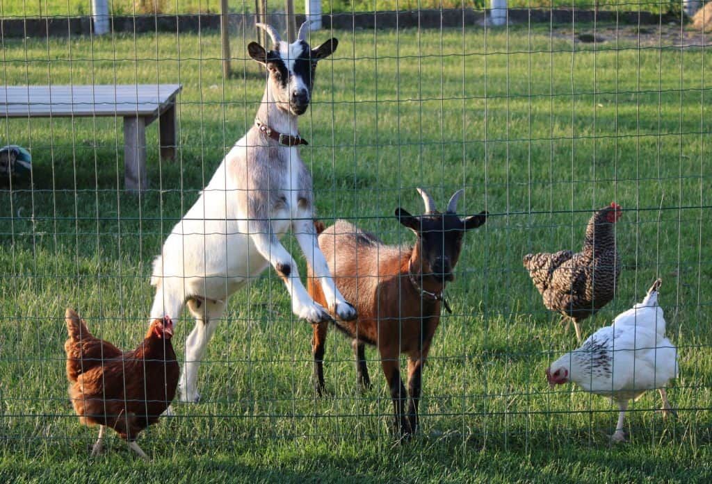 chickens-goats-on-farm-behind-fence