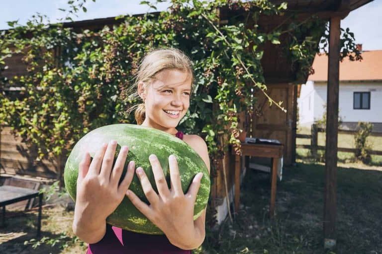 12 DIY Watermelon Trellis Ideas – Grow Watermelons Vertically!