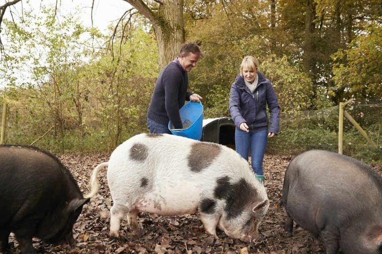 Raising Pigs for Profit – Will It Break the Bank or Your Heart?
