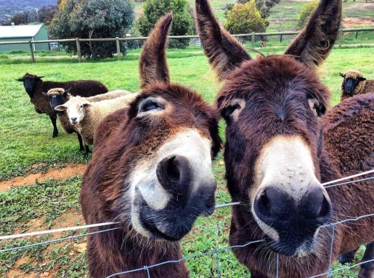 Will You Get A Kick Out Of Raising Donkeys?
