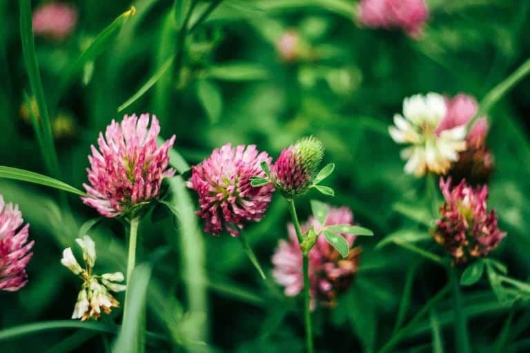 How to Gather Your Own Red Clover [and Dry It for Infusions, Tea & More!]