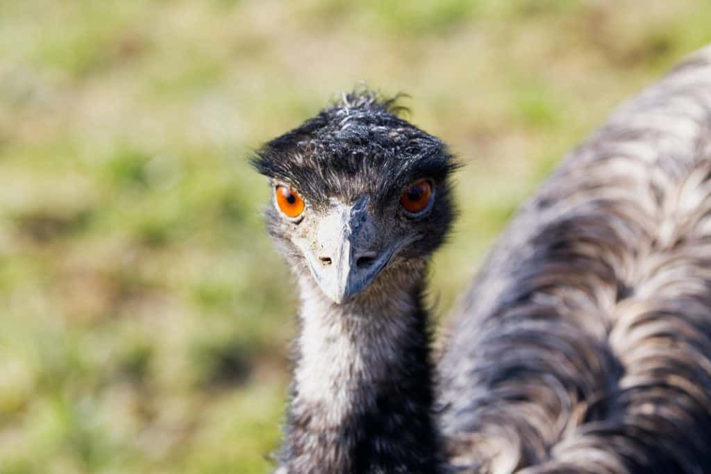 emu-homestead-Dromaius-novaehollandiae