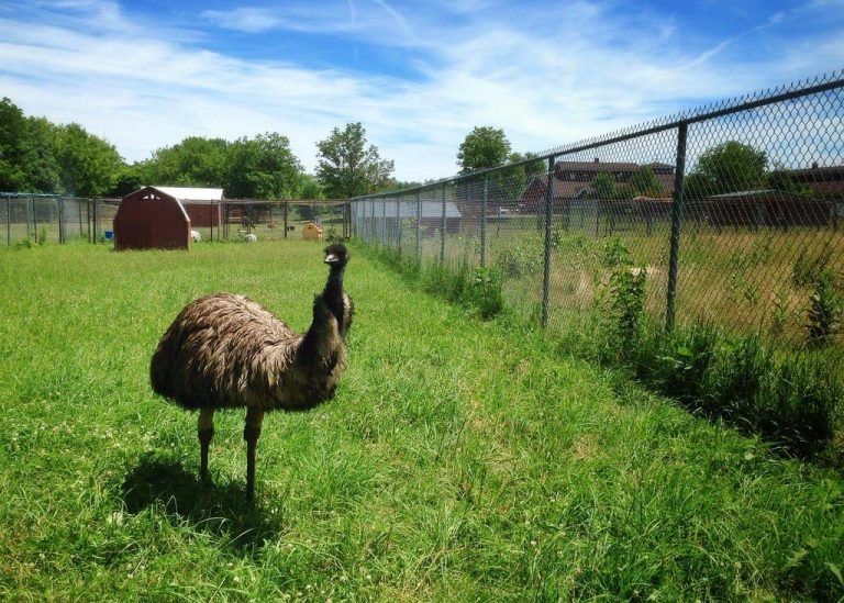 6 Reasons Not to Chicken Out Of Keeping Emus (And 5 Reasons Why You Might)