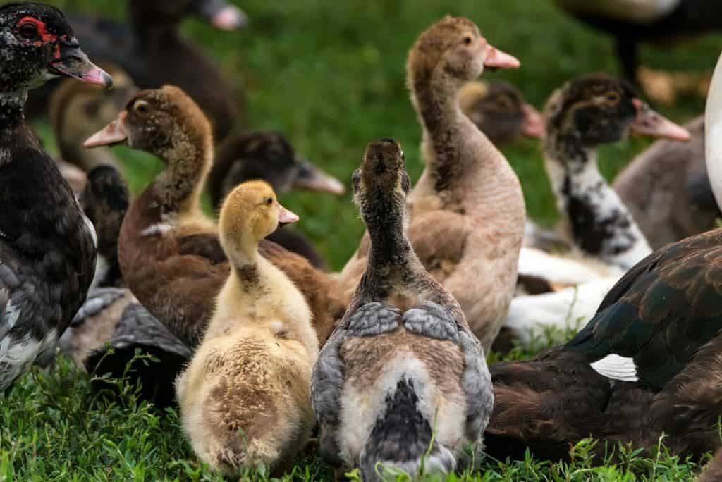 when-do-ducks-start-laying-eggs