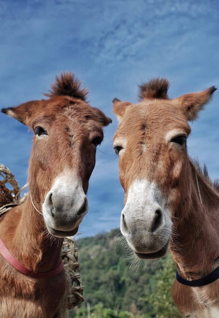 pair-of-donkeys