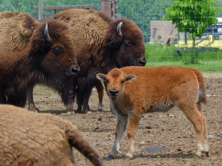 Could Buffalo Be the Next Big Thing for Your Homestead?