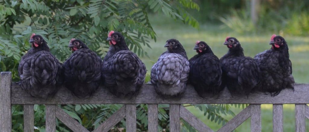 chicken-hen-backyard-party