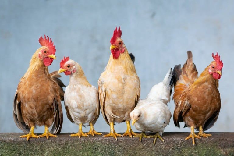 backyard-chicken-flock