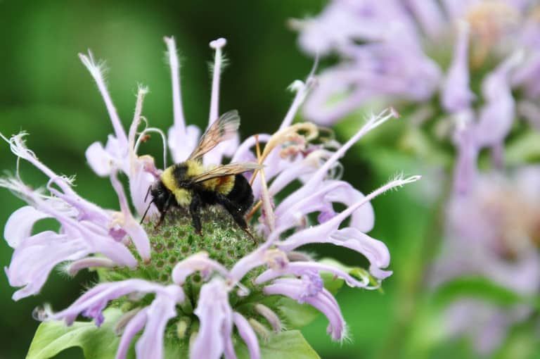 How to Grow and Use Wild Bergamot (Monarda fistulosa) [Complete Bee Balm Care Guide]