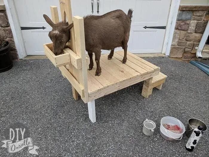 03 Goat Milking Stand - DIYDanielle