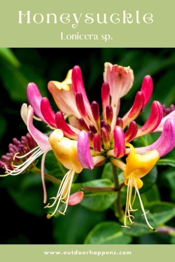 honeysuckle-lonicera-trailing-flowering-plant