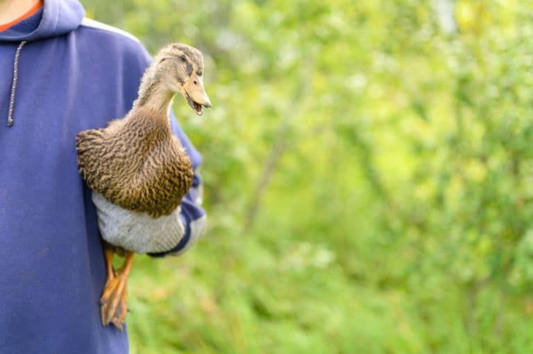 Duck Teeth – How Ducks Use Their Bills to Eat Bugs, Slugs, and More