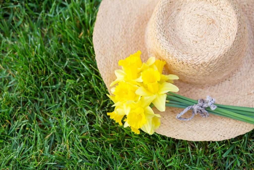 easter-daffodil-with-straw-gardening-hat