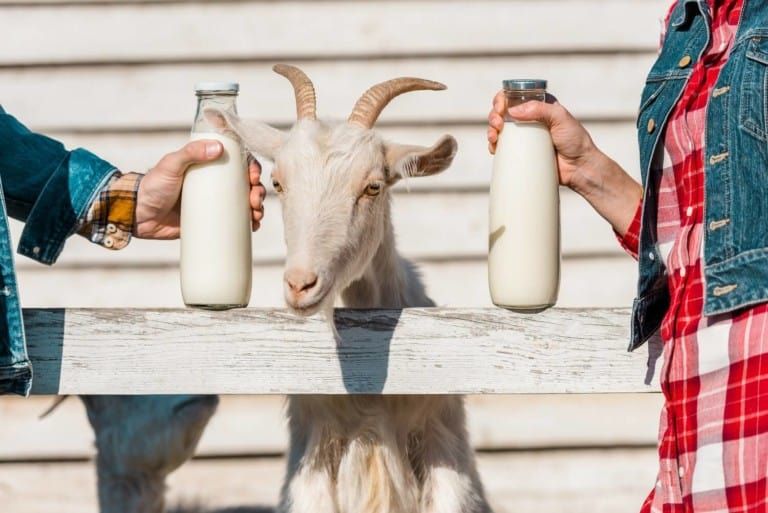 10 DIY Goat Milking Stand Ideas You Can Easily Make Yourself