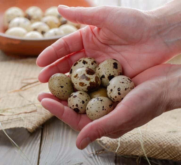 Homesteader’s Guide to Quail Farming – Eggs, Raising, and More!