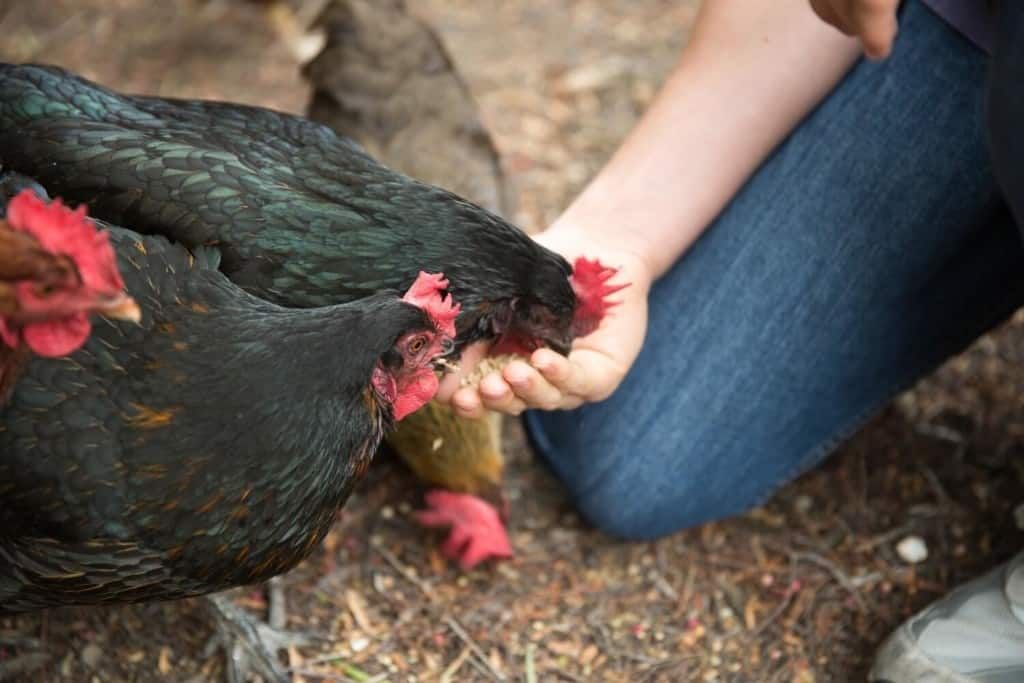 red-and-black-chickens-feeding-from-hand