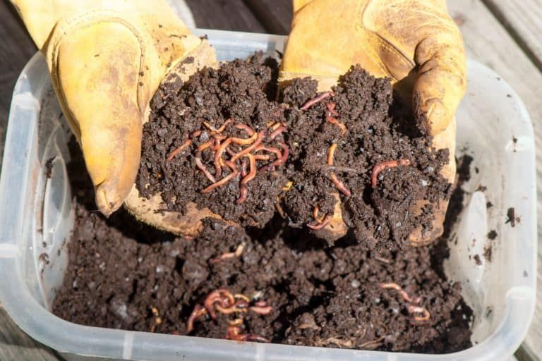 Complete Guide to the Best Worms for Vegetable Garden Success [and MAGIC Soil!]