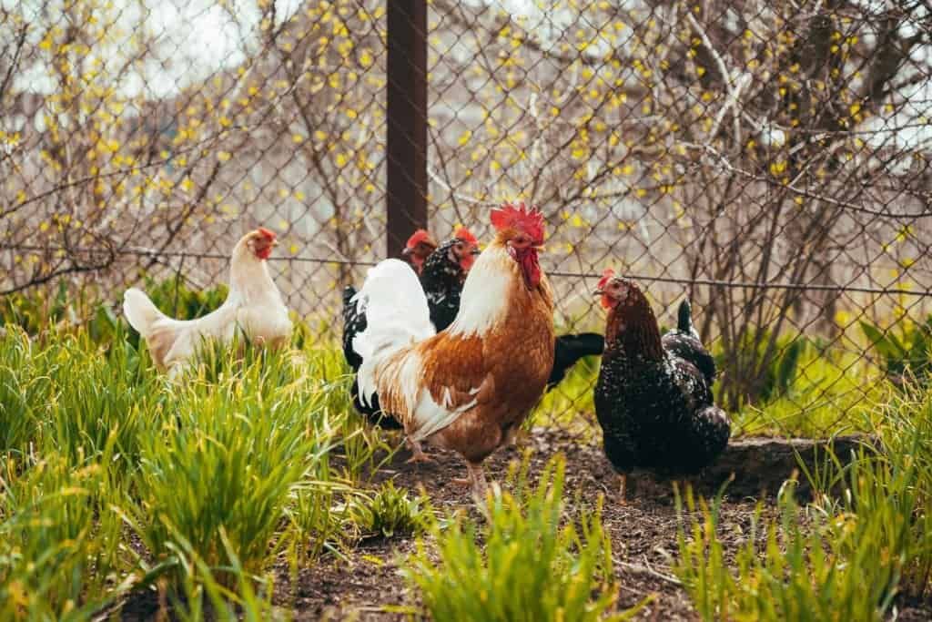 rooster-and-chickens-graze-in-the-backyard