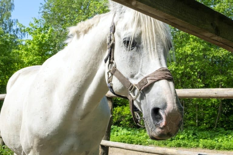 Understanding Why Your Horse Can’t Vomit Could Save His Life