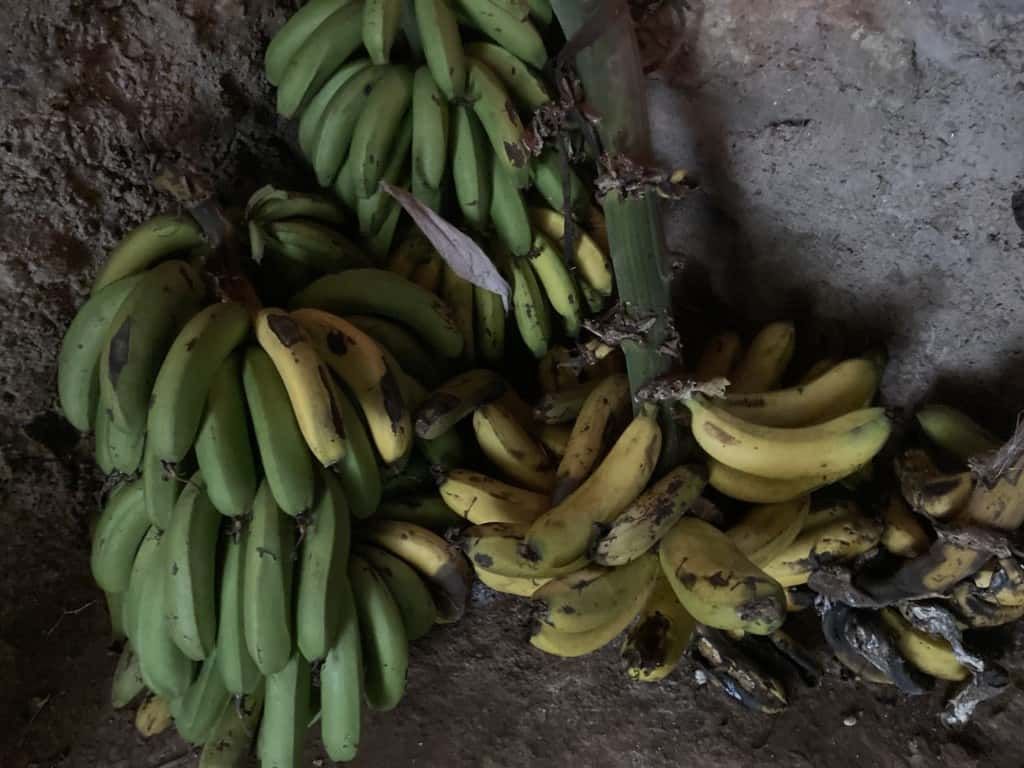 Bunch-of-bananas