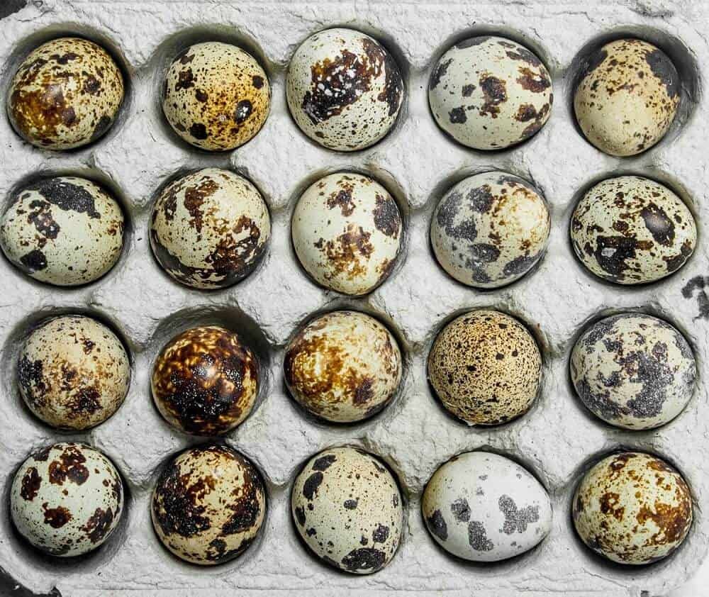 a-batch-of-quail-eggs-in-the-cassette