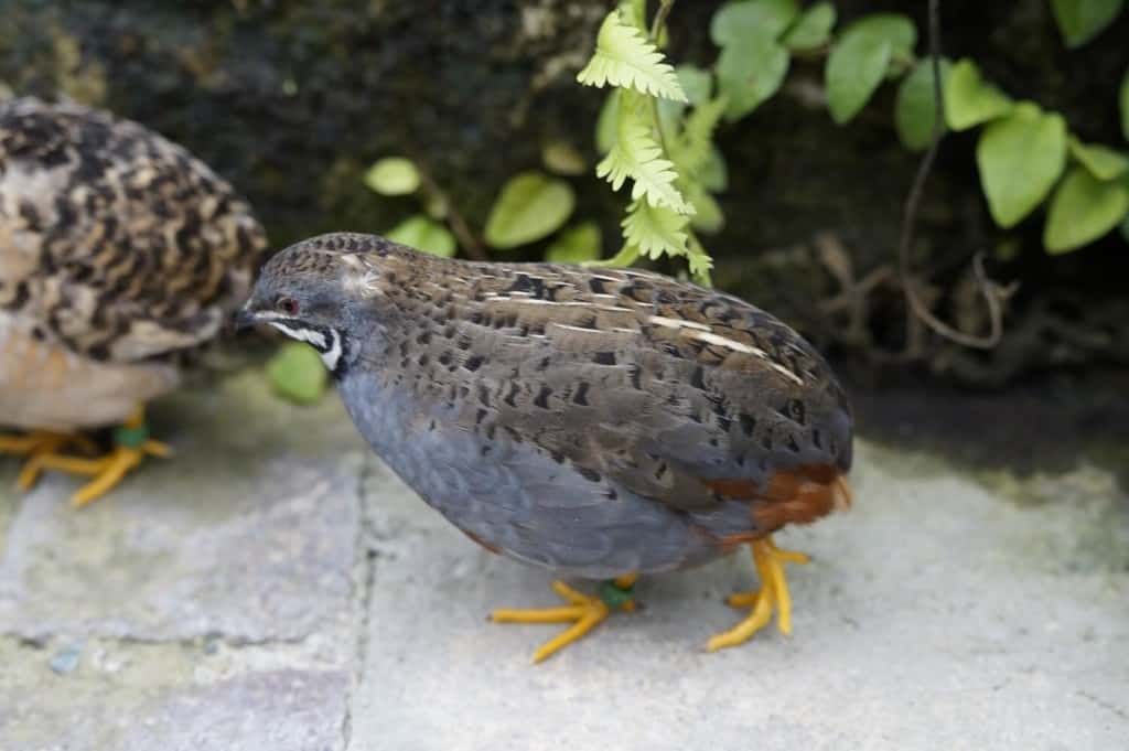 a-pair-of-quails-roaming-freely