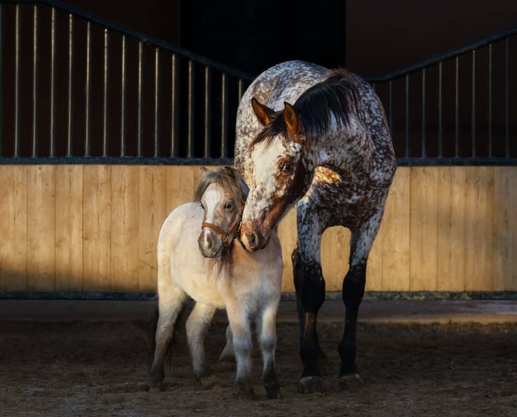 Appaloosa horse and American miniature horse in paddock at sunse
