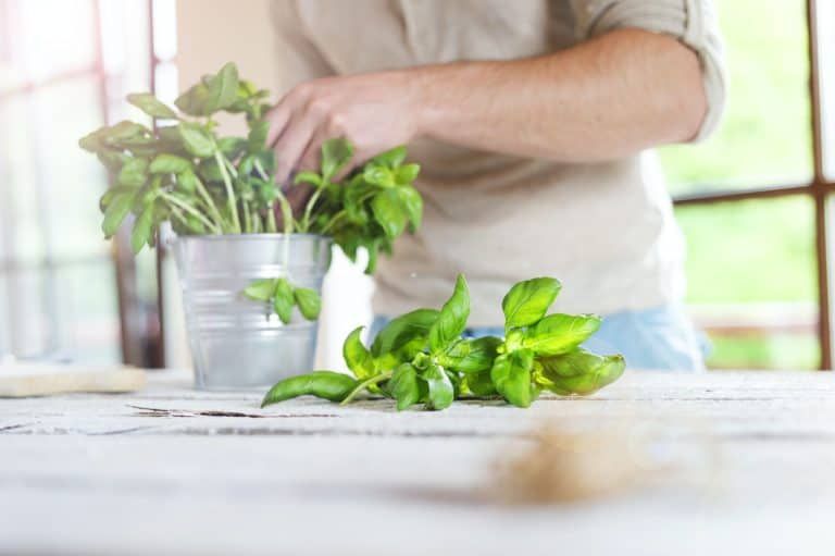 How to Harvest Basil Without Killing the Plant