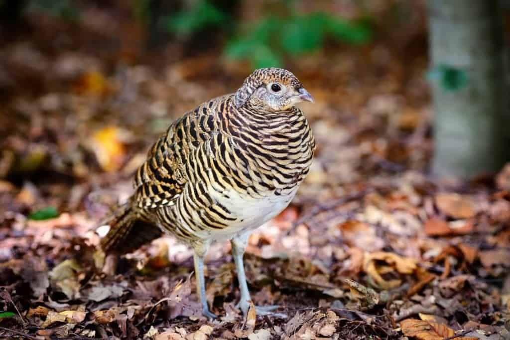 beautiful-common-quail-in-the-autumn-forest