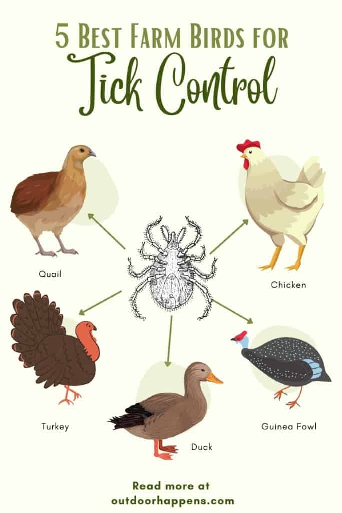 birds-that-eat-ticks-diagram