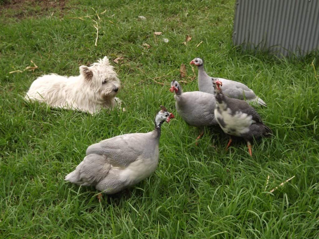 guinea-fowl-on-farm-patrol