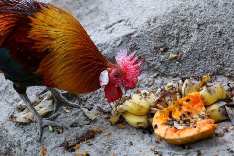 Can Chickens Eat Banana Peels?