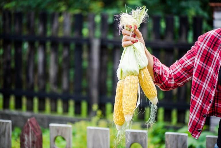 How to Pick the Perfect Ears of Corn From Your Garden