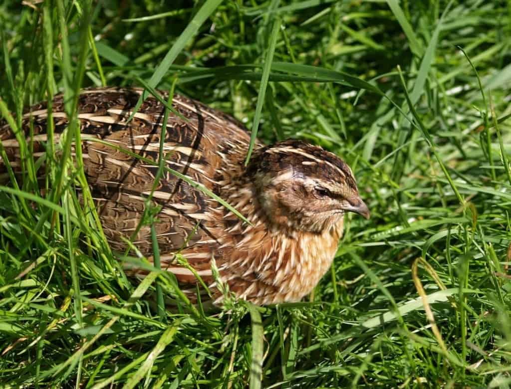 freerange-quail-in-thick-grass
