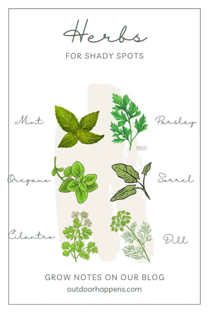 herbs-for-shade