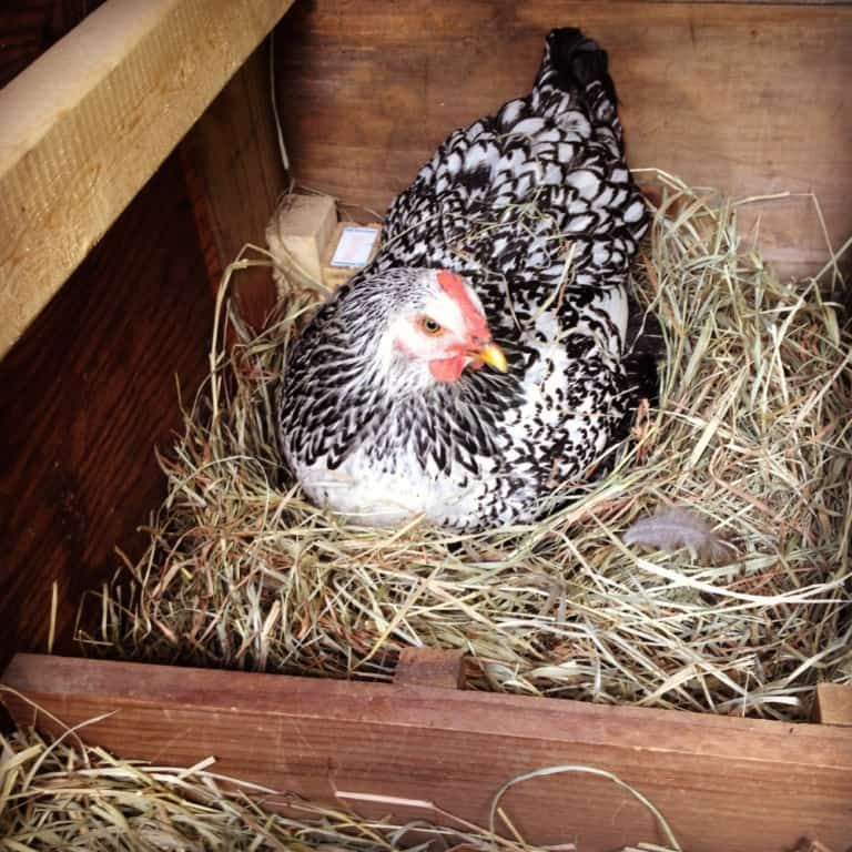 How to Help an Egg Bound Chicken (Or Is She Constipated?)