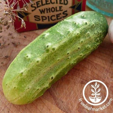 National-pickling-cucumber