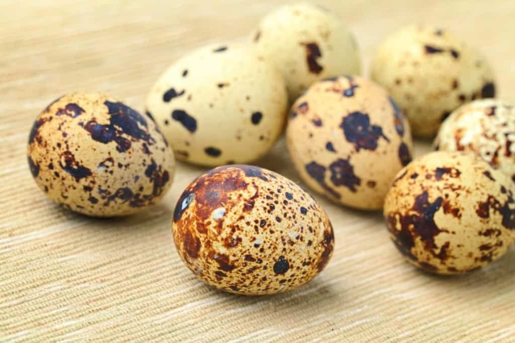 quail-eggs-in-detail