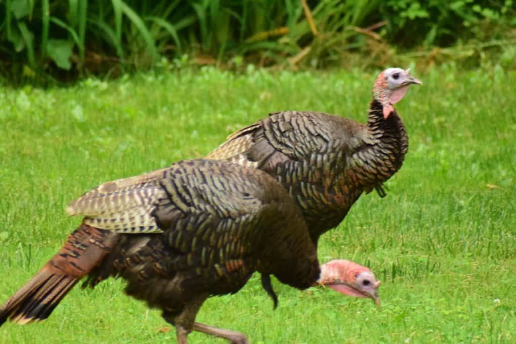 turkeys-free-ranging-for-insects